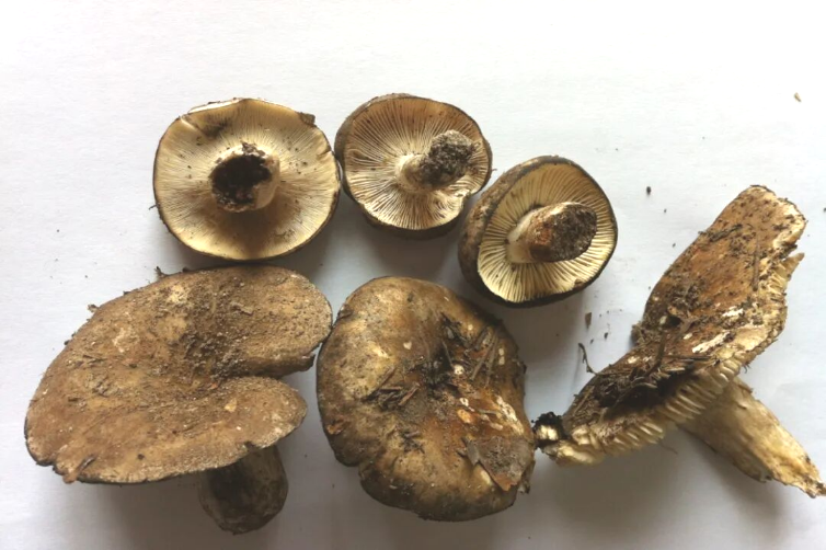 这种菌子别吃，致死率高达70%！云南已有人中毒