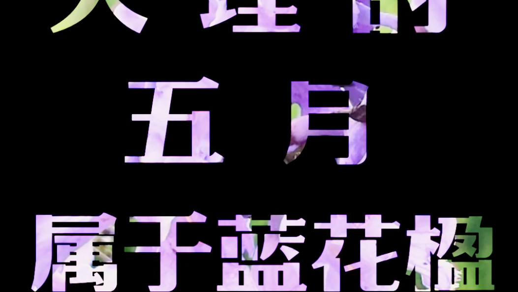 大理的五月属于蓝花楹#在大理爱上生活#蓝花楹#大理美景 