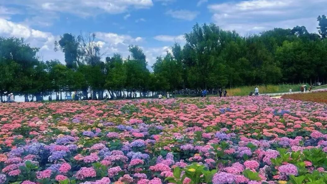 大理的这波花海，网友给到“夯”爆了
