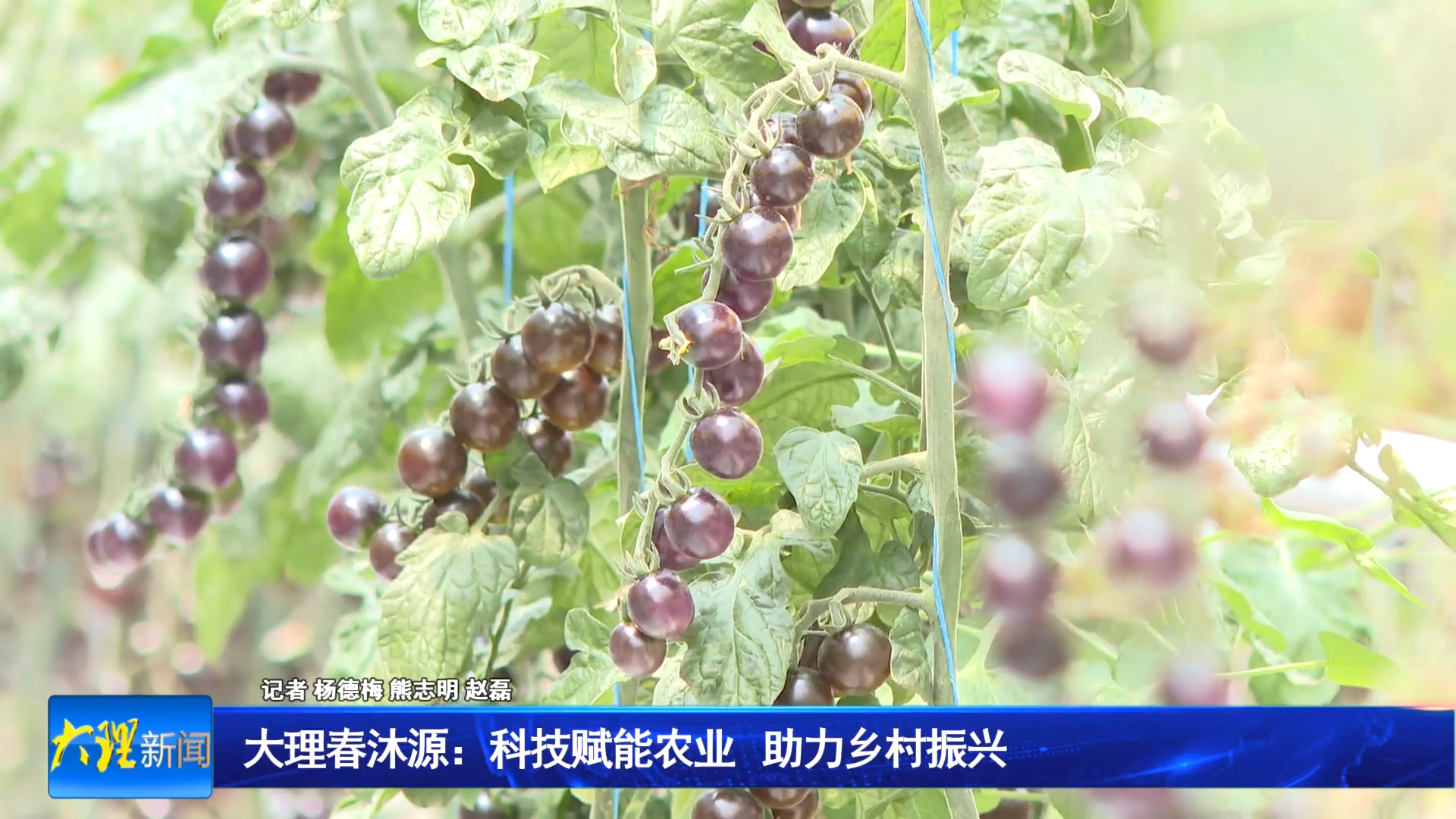 大理春沐源：科技赋能农业  助力乡村振兴