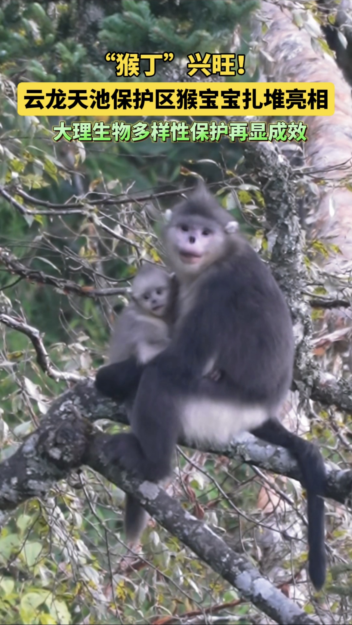 大理生态保护持续发力！云龙天池保护区“猴丁”兴旺#大理#大理生物多样性#云龙天池