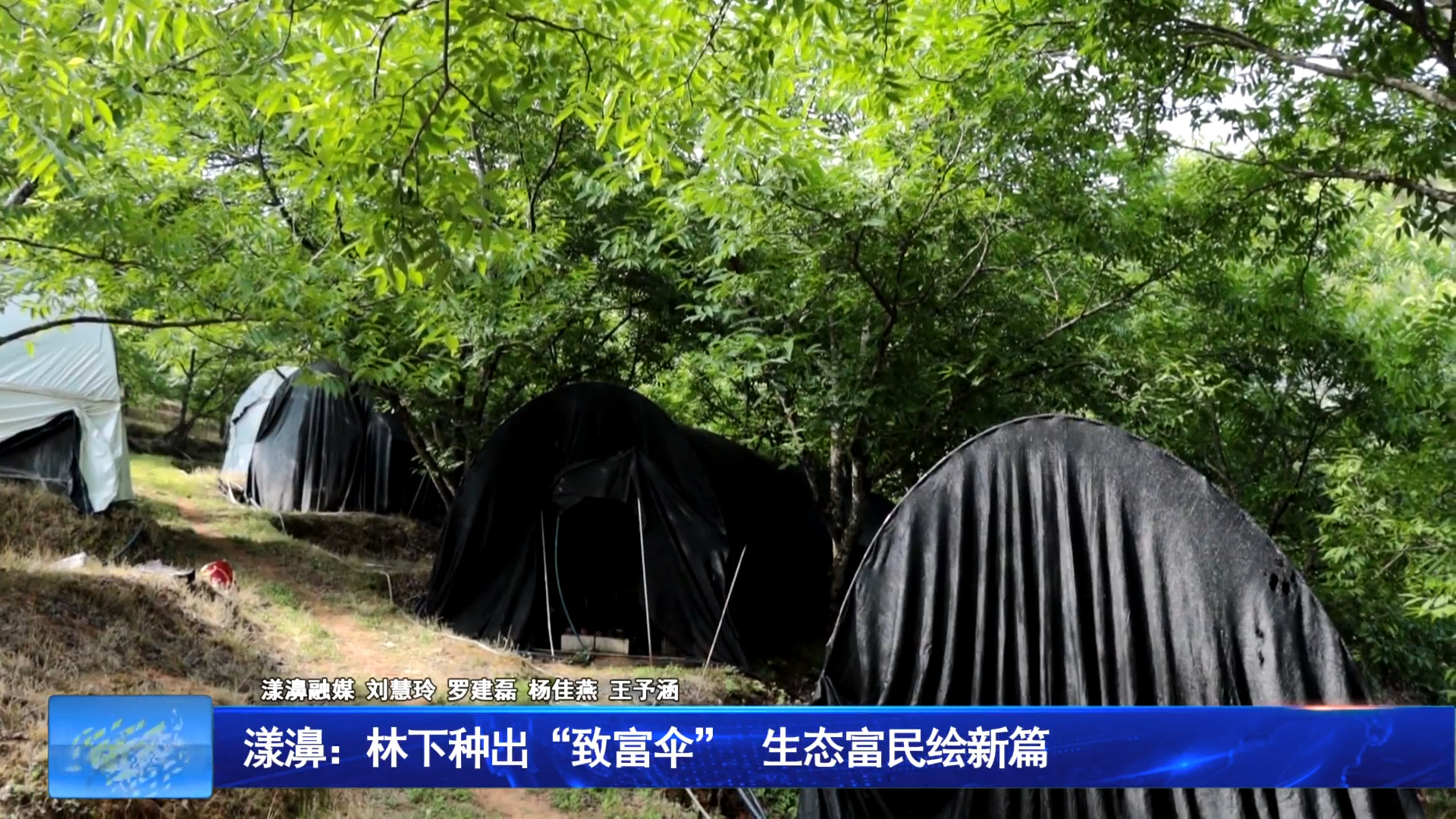 漾濞：林下种出“致富伞”  生态富民绘新篇
