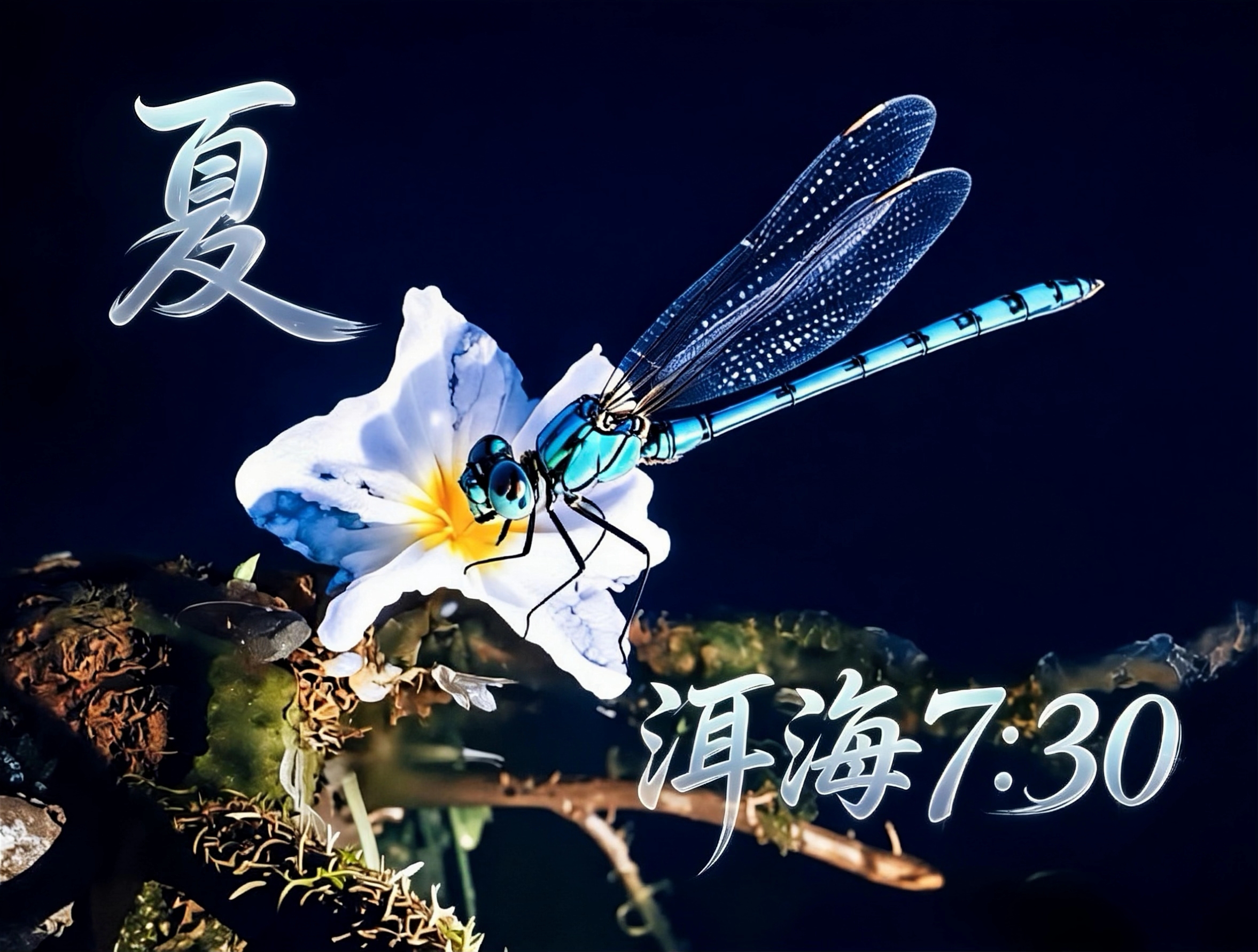 洱海生态廊道入口水域一直向北，一簇簇野生海菜花次第绽放，晶莹剔透的白色花瓣成为蓝色海水的星幕，嫩黄色的花蕊则是水与花的柔光。洱海的美总是那么猝不及防。大自然赠与