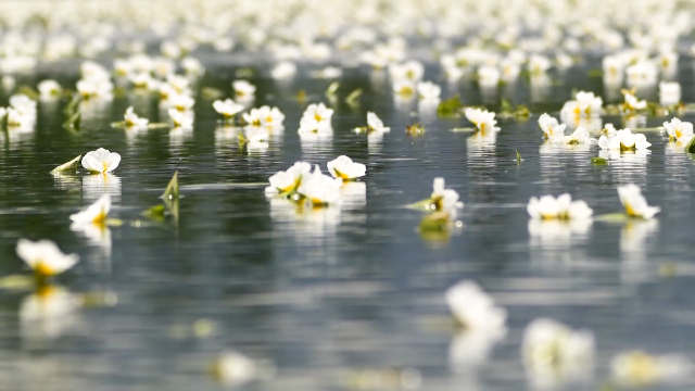 大理的“小白花”立足湿地生态修复，以湿养湿