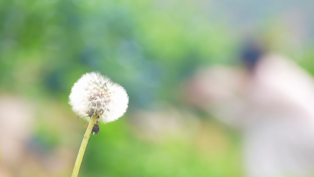周末约起来！宾川40亩露天生态蓝莓园迎来盛果采摘期！#在大理爱上生活 #蓝莓 