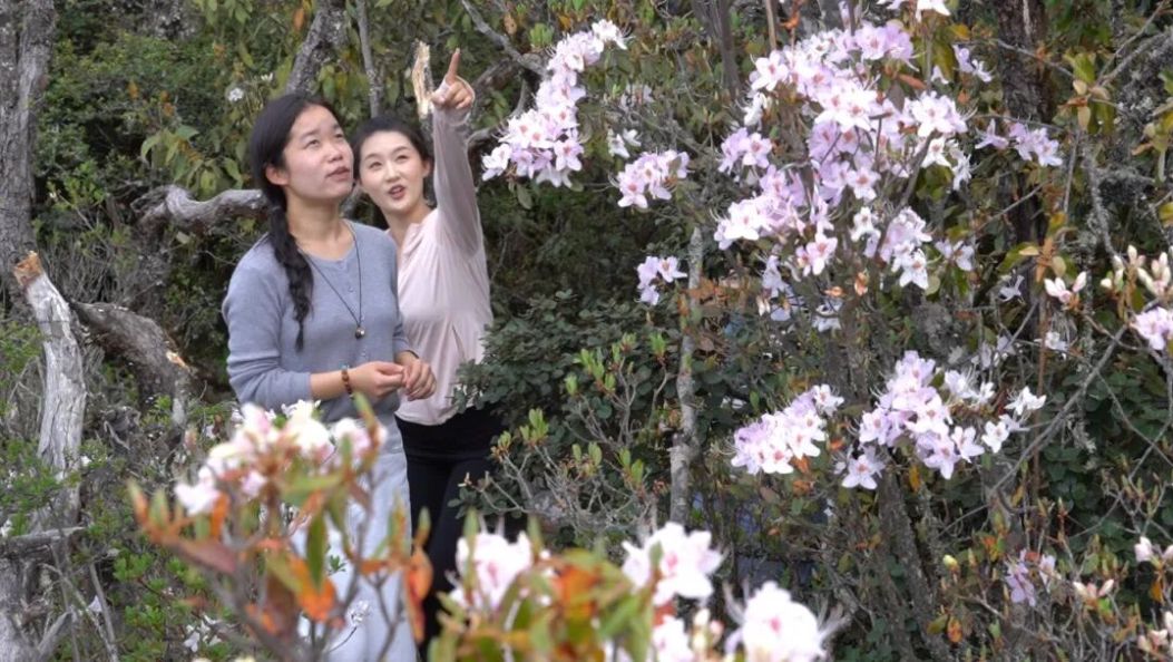 美翻！大理这片十里杜鹃进入盛花期，赏花正当时~
