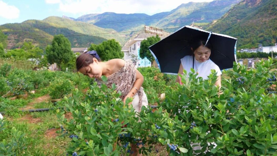 免费入园！宾川40亩蓝莓熟透啦，周末带娃实现“蓝莓自由”