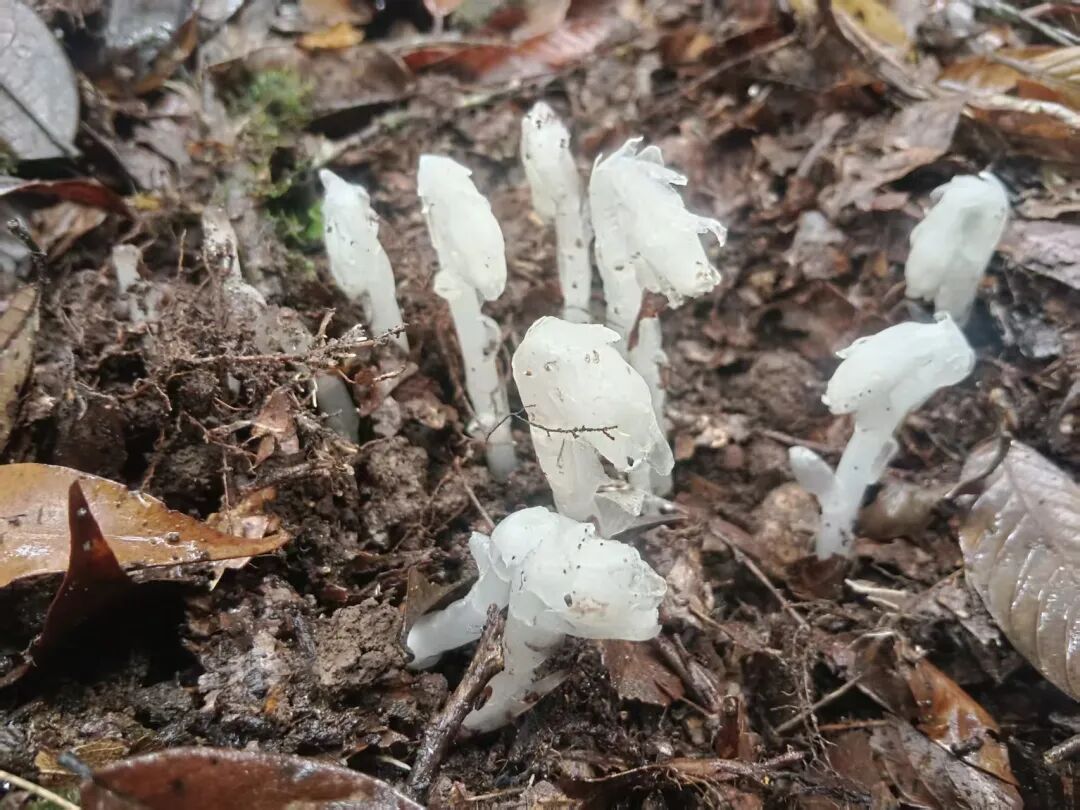 水晶兰 拍摄者：周金忠 (1).jpg
