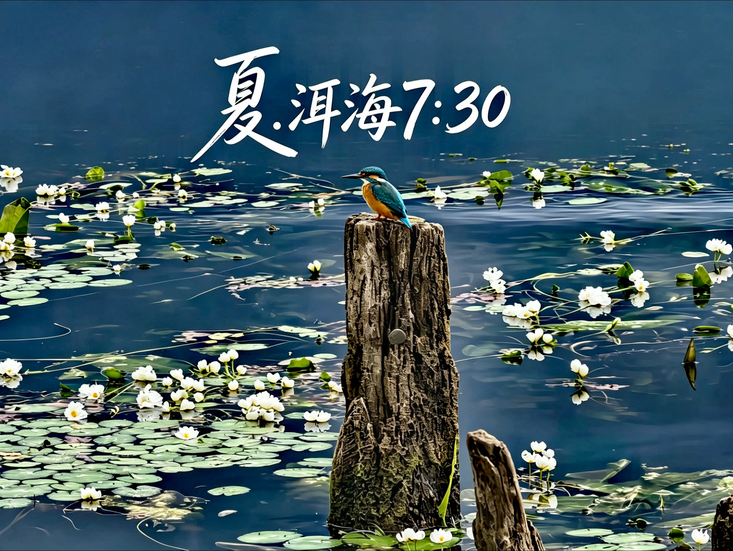 要说洱海夏天最美的花是哪一朵？海菜花，当之无愧！白的主旋律，绿的生命力，黄的暖意，是蓝色洱海的最佳拍档。大自然赠与大理的不只是美。#夏·洱海7:30#在大理爱上