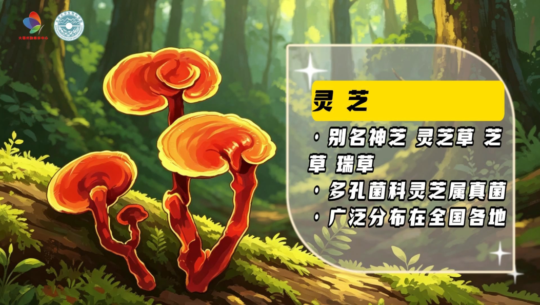 长生仙草or智商税？干货拆解灵芝的真实功效#原来你是这样的生物#灵芝仙草#野生菌