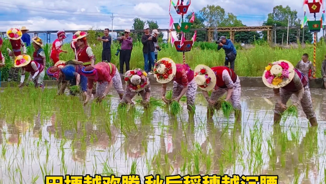 白族群众插秧如过节！热热闹闹，大理喜洲周城村开秧门喽～#大理#在大理爱上生活#插秧节