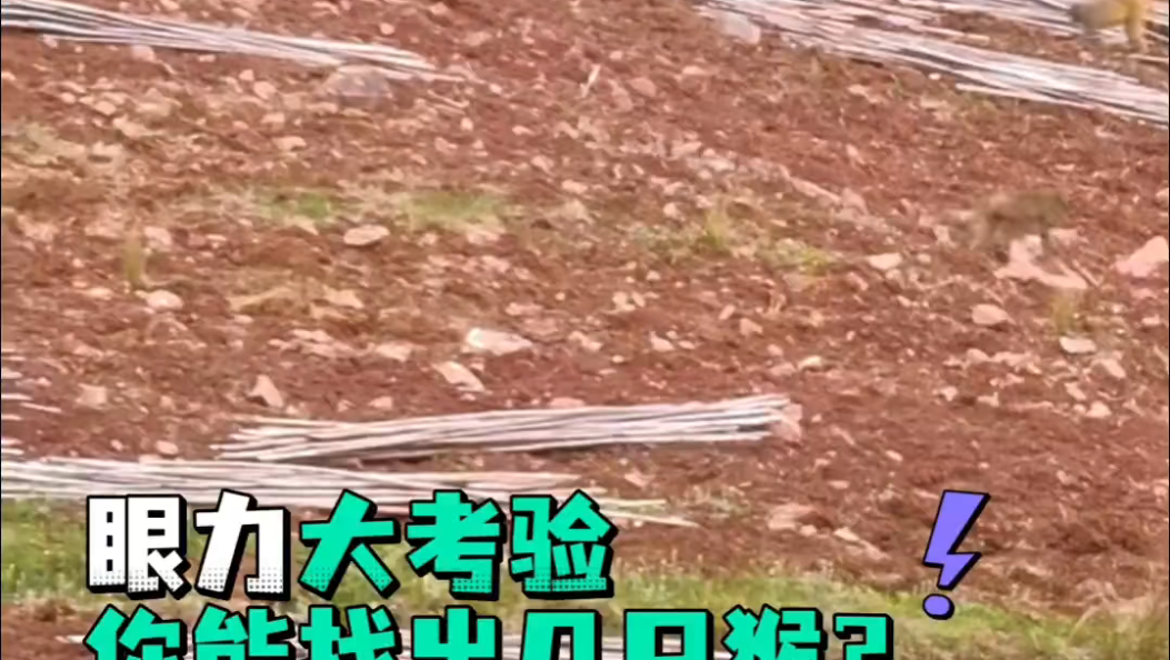 云龙野生猕猴集体下山！眼力大考验，你能找出几只猴？#大理云龙#环境保护#生态环境#野生猕猴