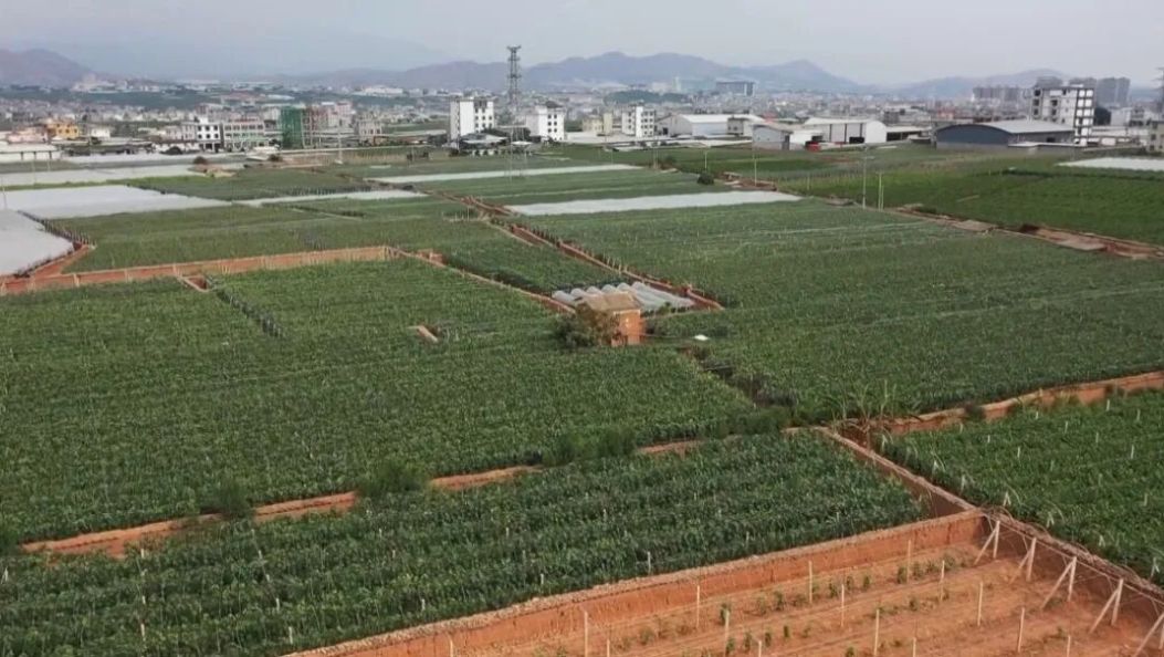 获国家级认可！大理这支“金花团队“用科研成果守护万顷良田