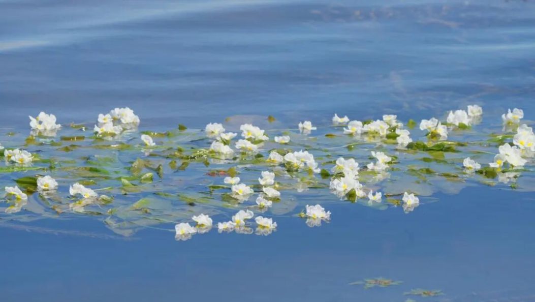 夏游大理｜大理海菜花开了