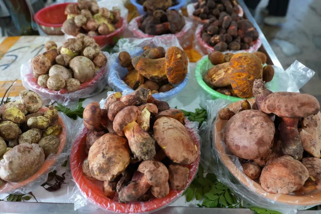 大理头波野生菌抢“鲜”上市！商贩：现在吃性价比最高