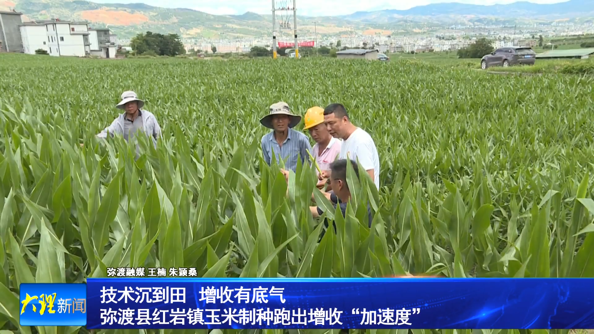 技术沉到田  增收有底气  弥渡县红岩镇玉米制种跑出增收“加速度”