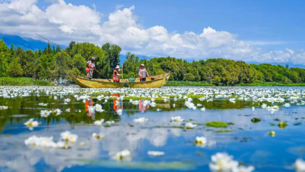 国新办发布会，他带了一朵来自洱海的海菜花