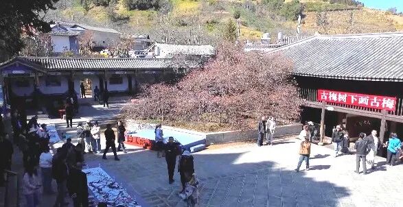 年接待游客突破20万人次 ！一树古梅激活千年古村