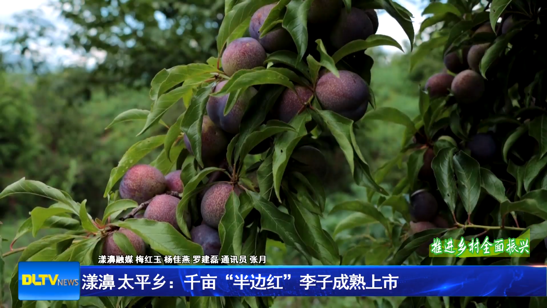 漾濞县太平乡：千亩“半边红”李子成熟上市