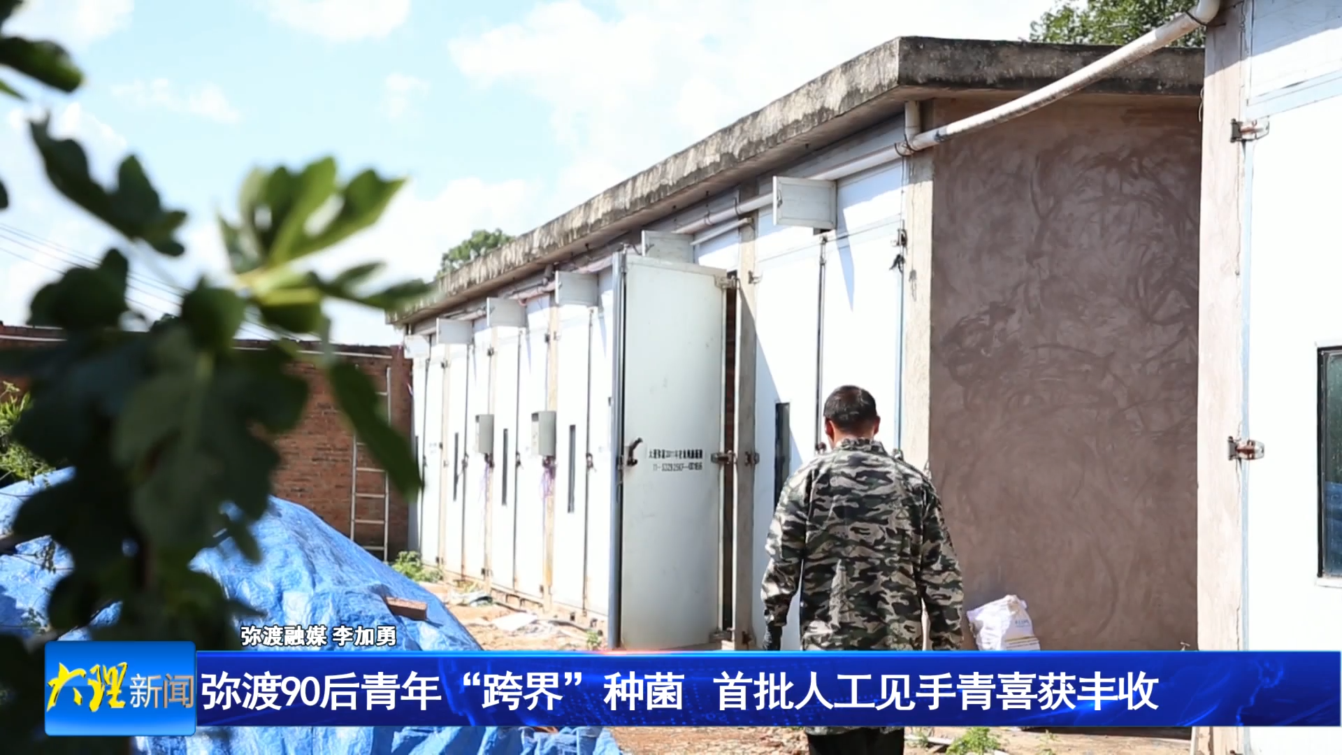 弥渡90后青年“跨界”种菌  首批人工见手青喜获丰收