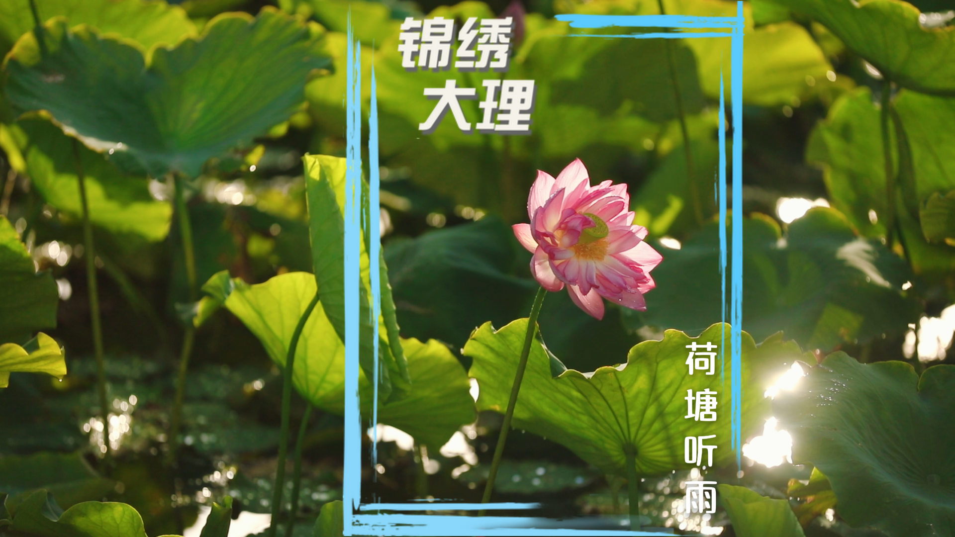 #在大理爱上生活 洱滨听雨 池畔观荷#人类心灵栖居地大理 #大理70正芳华