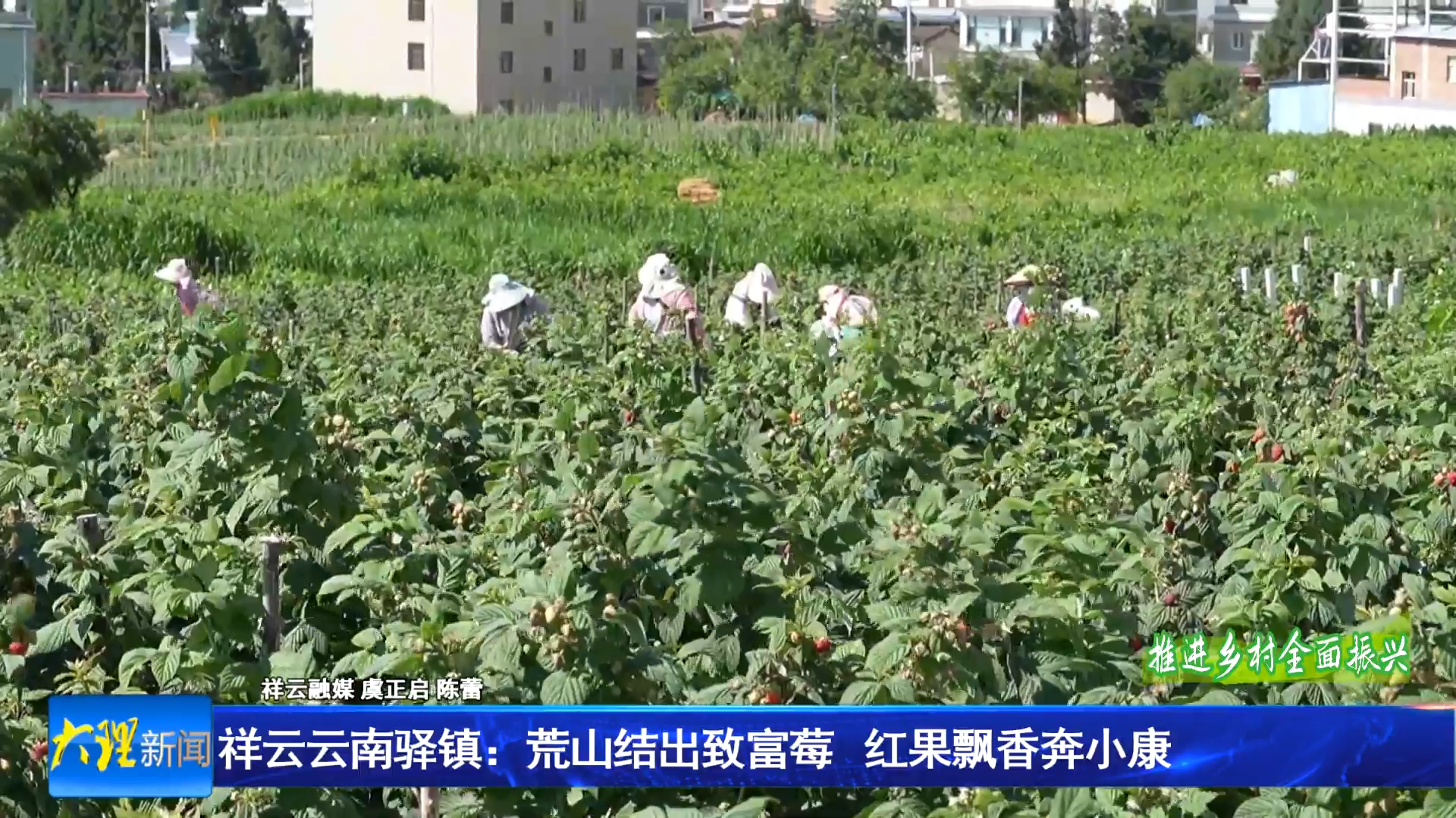 祥云云南驿镇：荒山结出致富莓  红果飘香奔小康