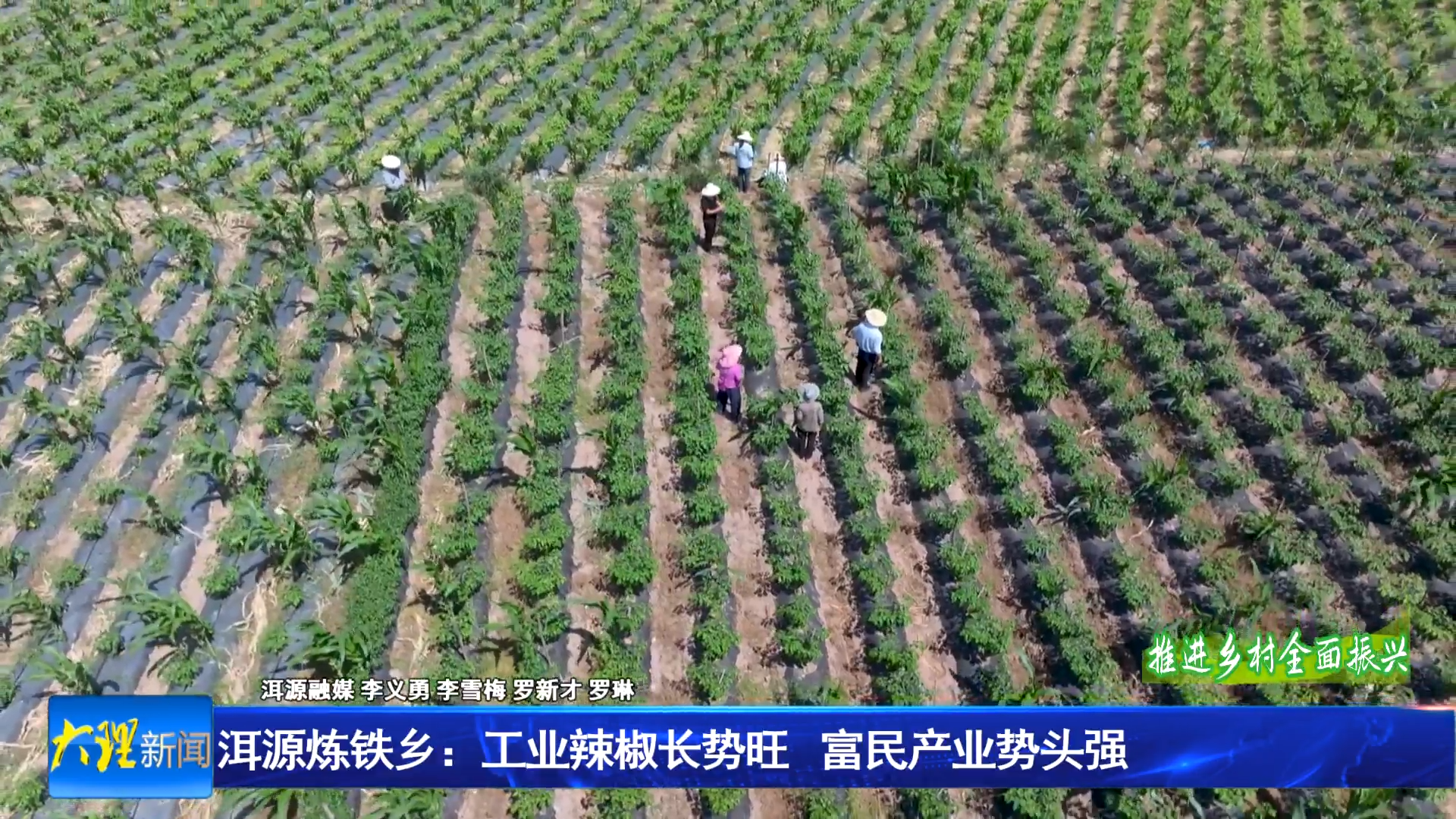 洱源炼铁乡：工业辣椒长势旺 富民产业势头强