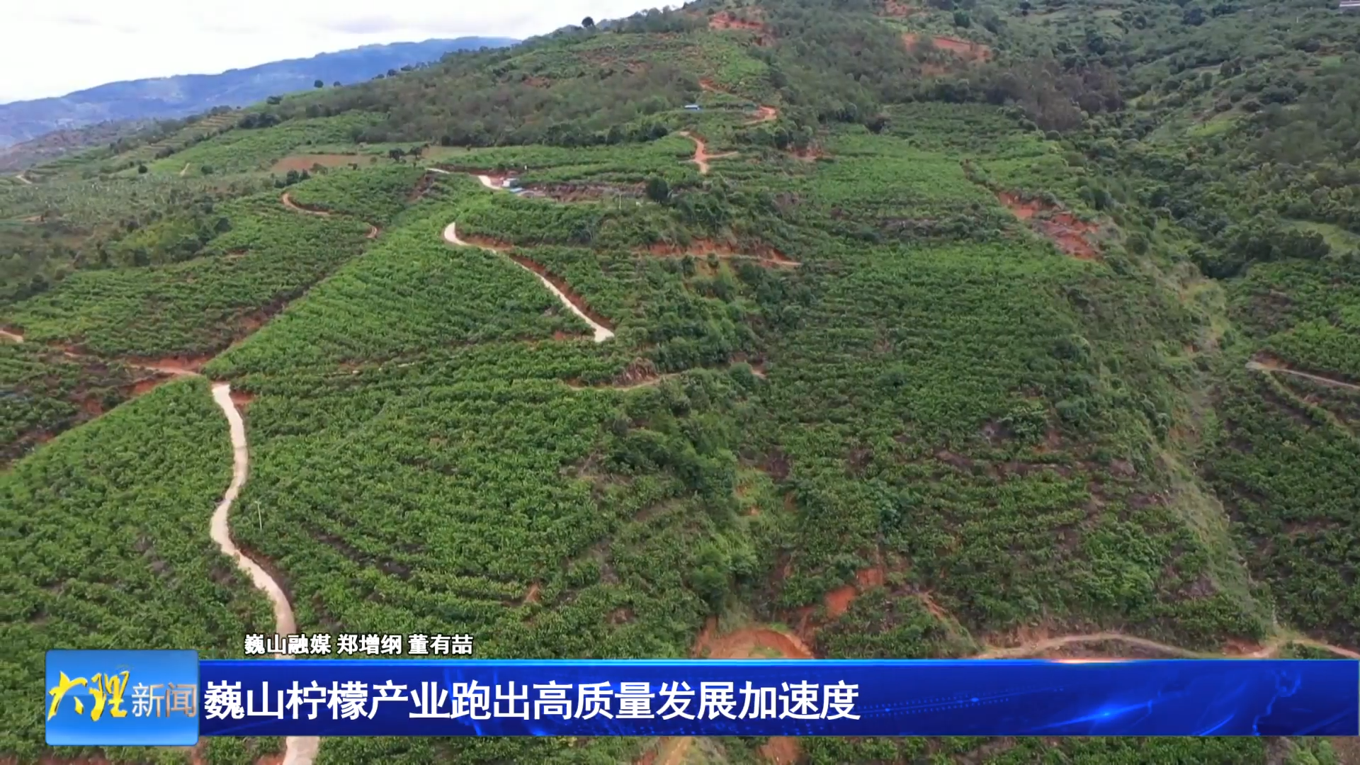 巍山柠檬产业跑出高质量发展加速度 