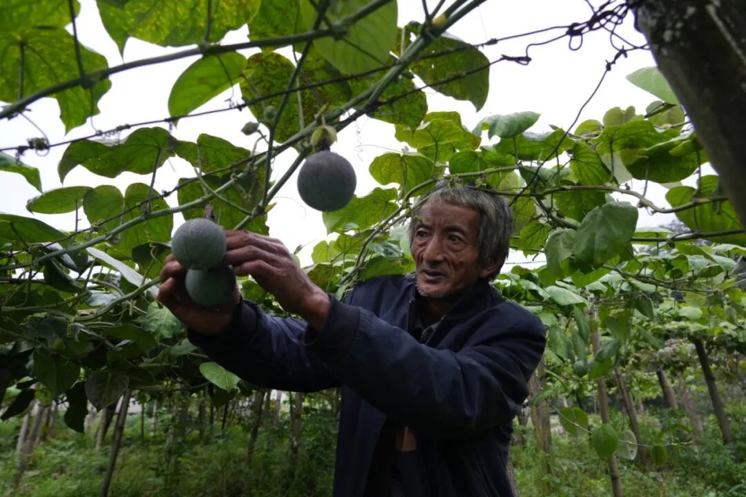 图为彩靠村村民罗老大在打理果园 摄于2026年7月25日(3).JPG