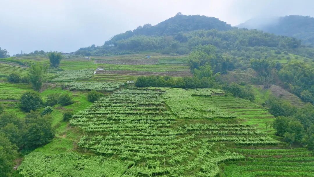 摄于7月25日彩靠村热情果基地大景 (1).jpg