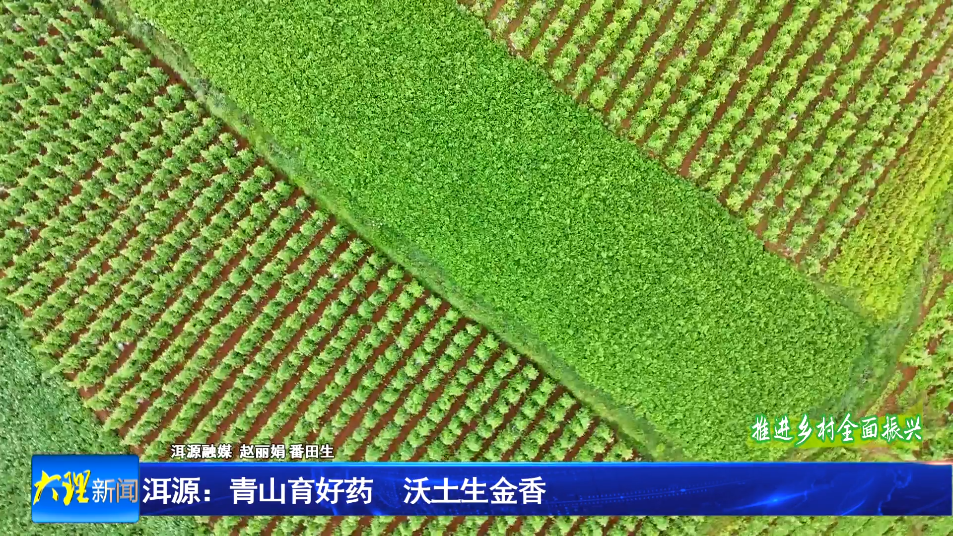 洱源：青山育好药   沃土生金香