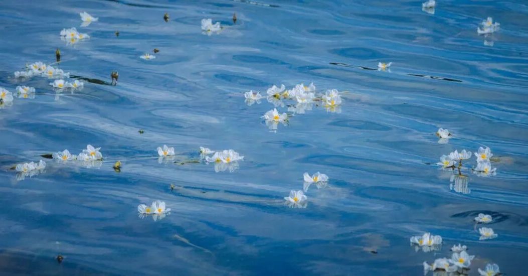 洱海里的小白花 今年开到了95万平方米