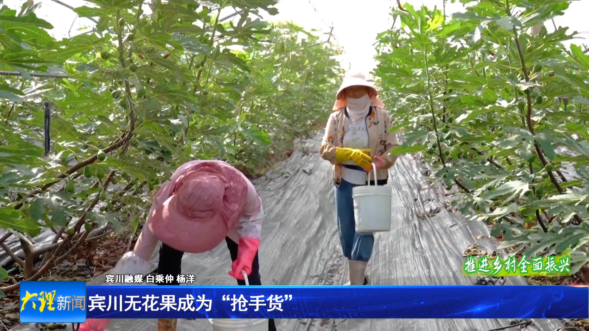 宾川无花果成为“抢手货”