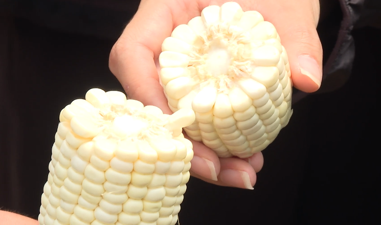 鲜食甜玉米新品系在弥渡县试种成功