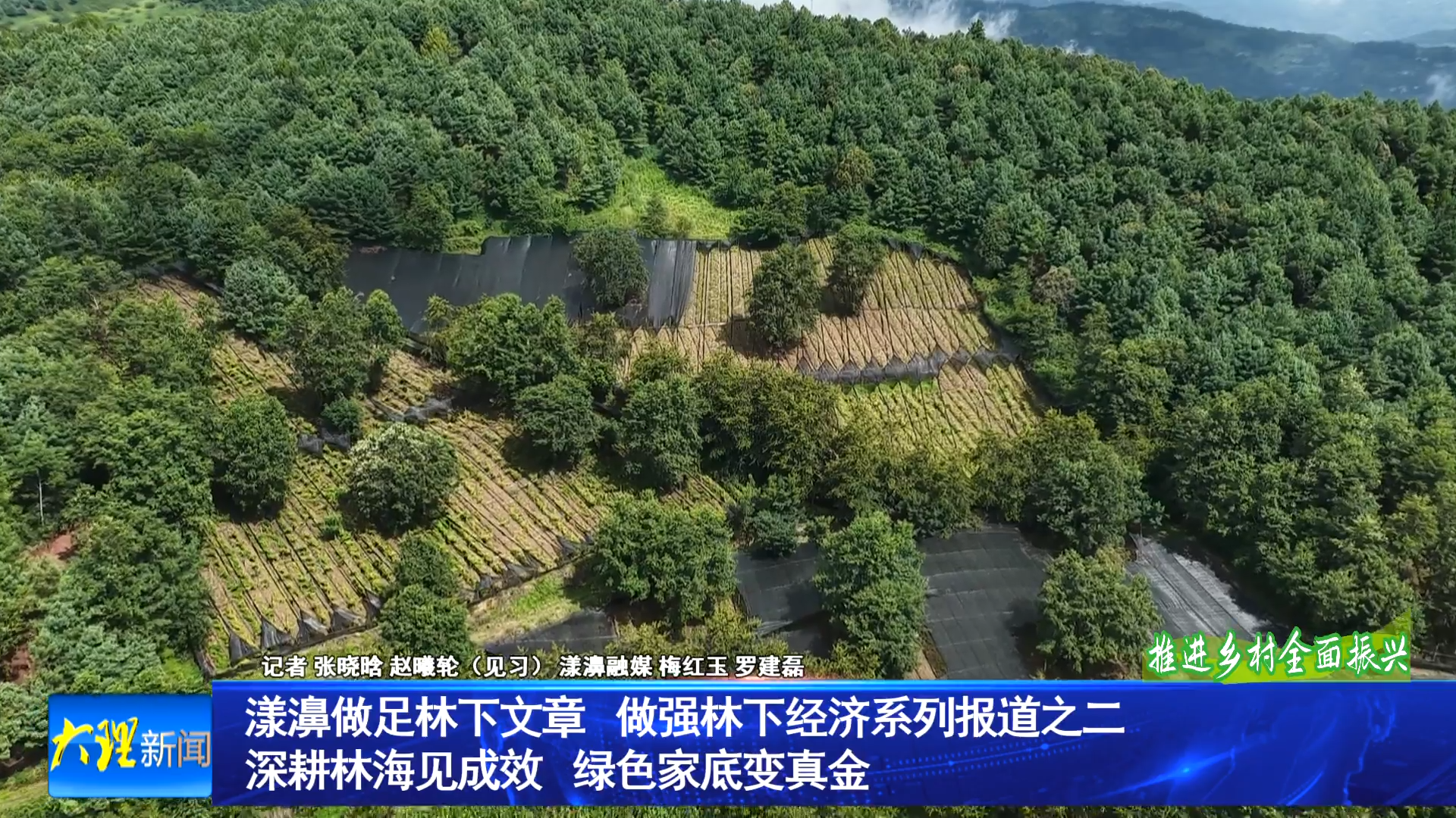 漾濞林下经济系列报道二：深耕林海见成效 绿色家底变真金