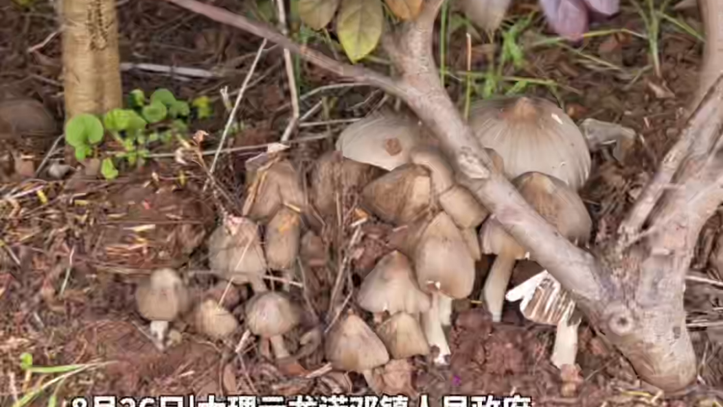 这窝鸡枞怕不是有编制吧！云龙一镇政府里长出30多朵鸡枞菌，这是加餐的节奏啊！#大理#云龙#野生菌