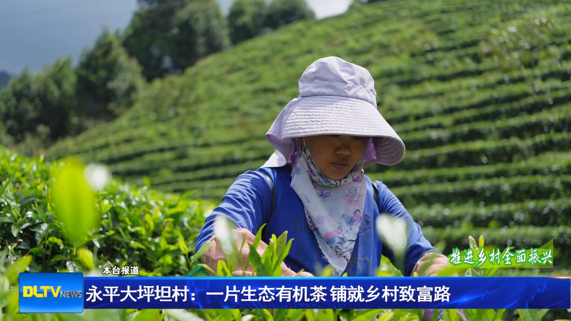 永平大坪坦村：一片生态有机茶 铺就乡村致富路
