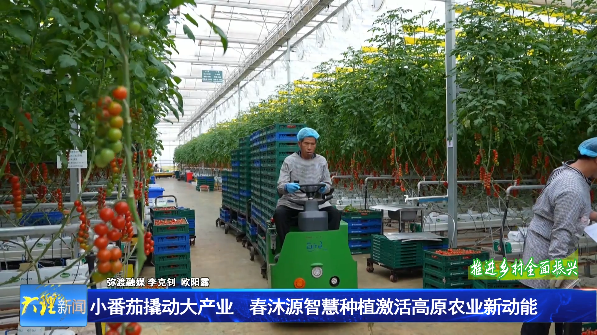 小番茄撬动大产业 春沐源智慧种植激活高原农业新动能