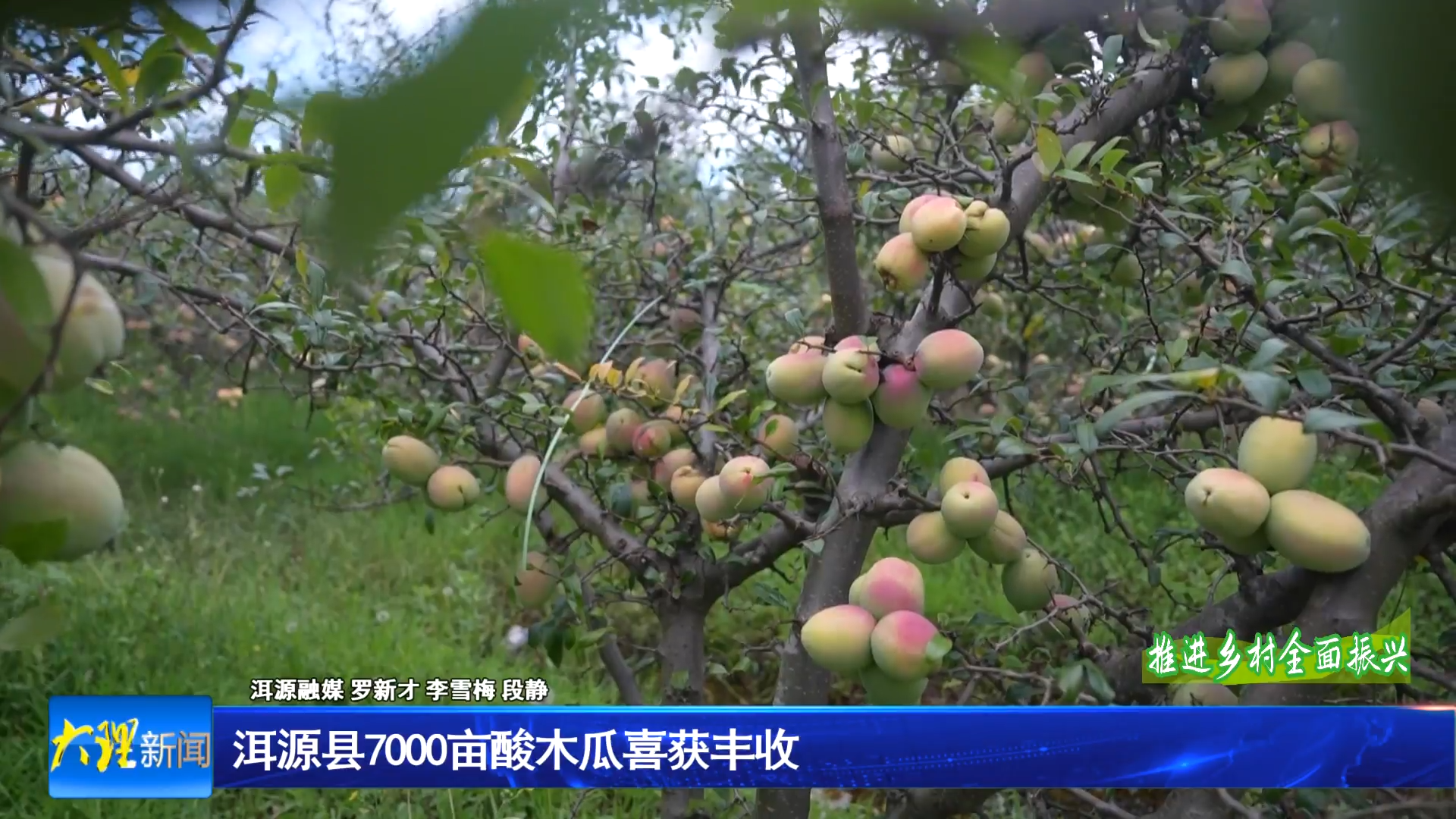 洱源县7000亩酸木瓜喜获丰收