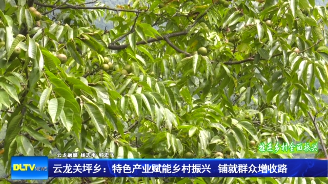 云龙关坪乡：特色产业赋能乡村振兴 铺就群众增收路