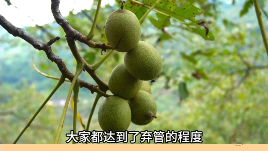永平核桃翻身记——从“弃管”到出口领跑#乡村振兴 #核桃 