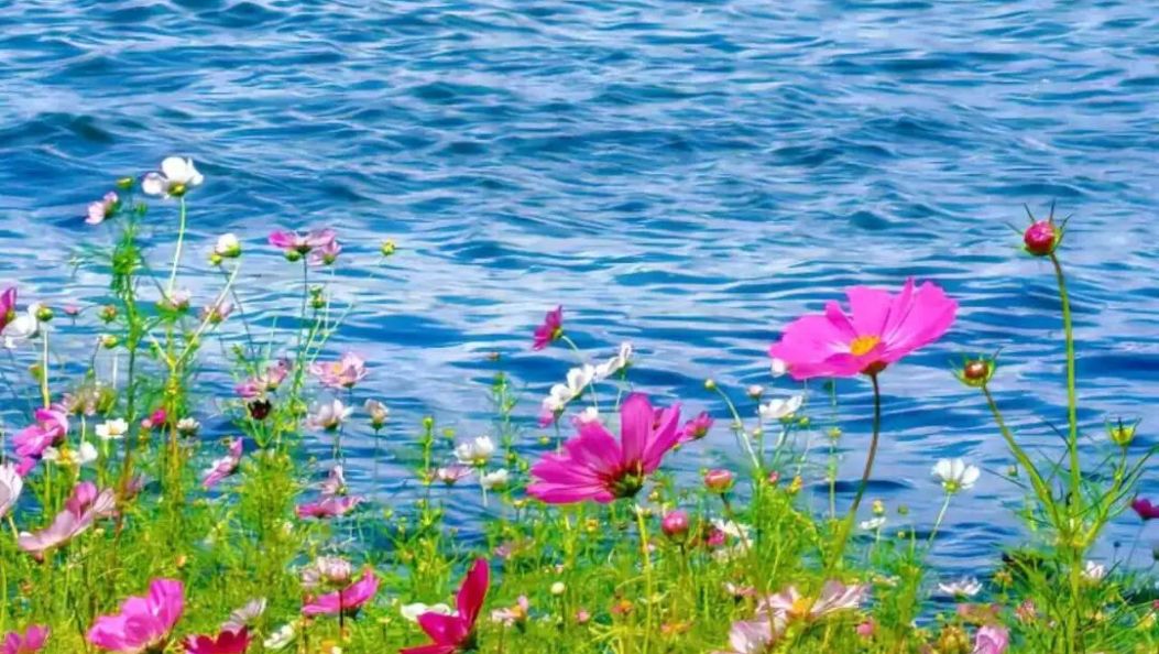 洱海边这片花海绝美！