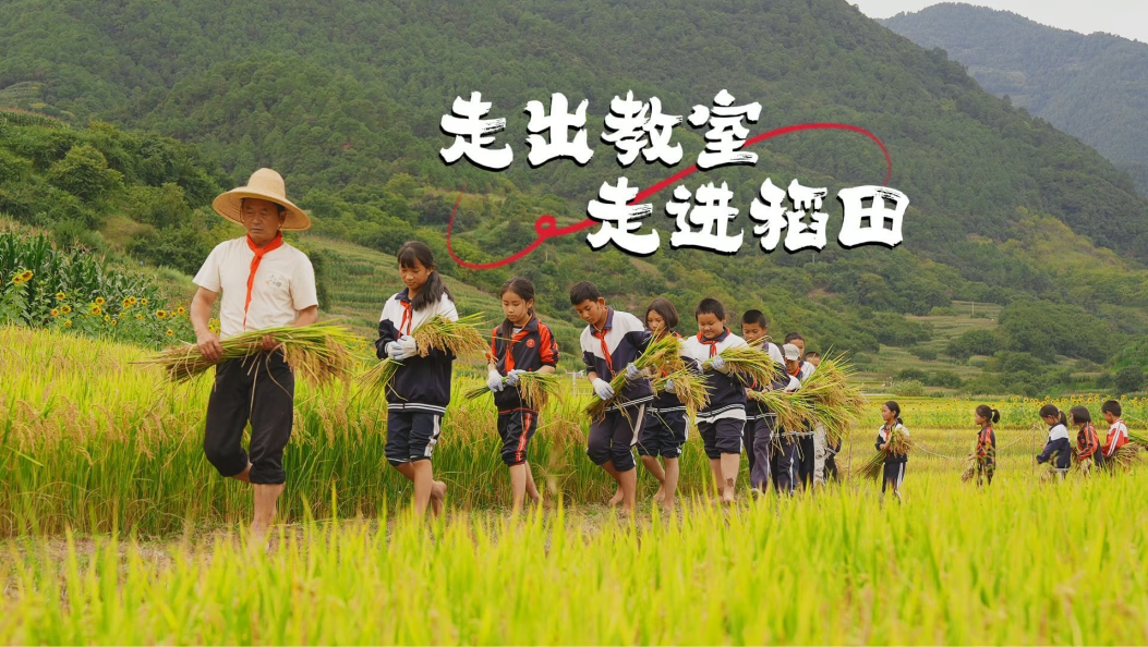 9月16日，云龙检槽乡文兴完小学生走进稻田，开展稻谷收割体验活动！（来源：李小张）#在大理爱上生活 #我家大理美 