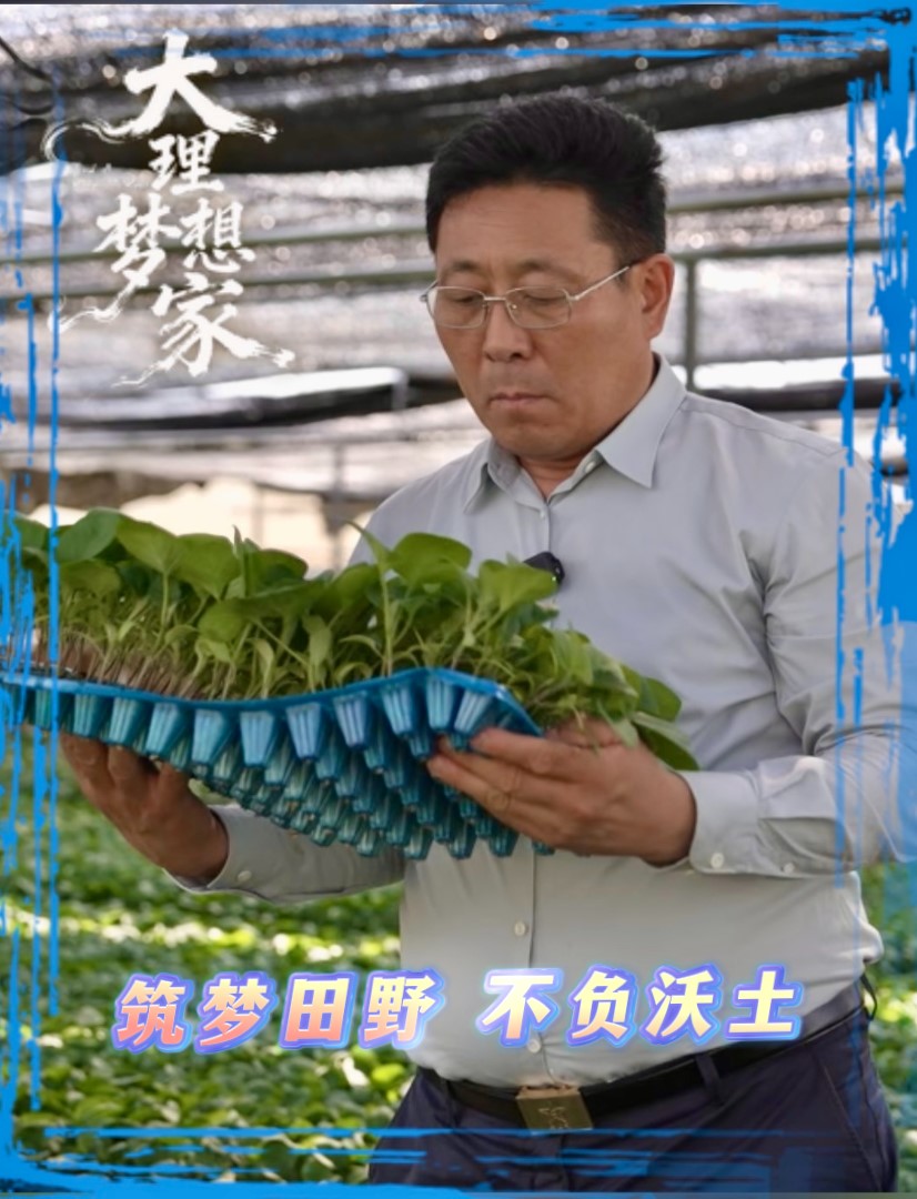 大理梦想家｜筑梦田野 不负沃土 一个山东人跟大理弥渡结缘，被这里的气候和土地资源吸引，公司落户大理后大力发展蔬菜种植，带动当地村民致富。 #大理70正芳华 #在