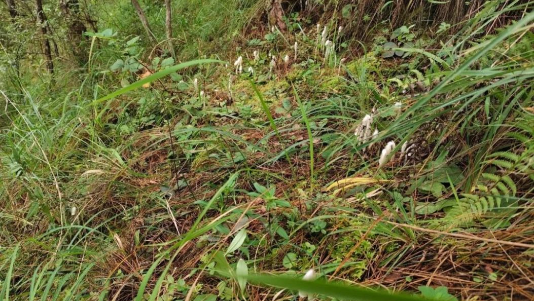 巍山发现60多株濒危物种