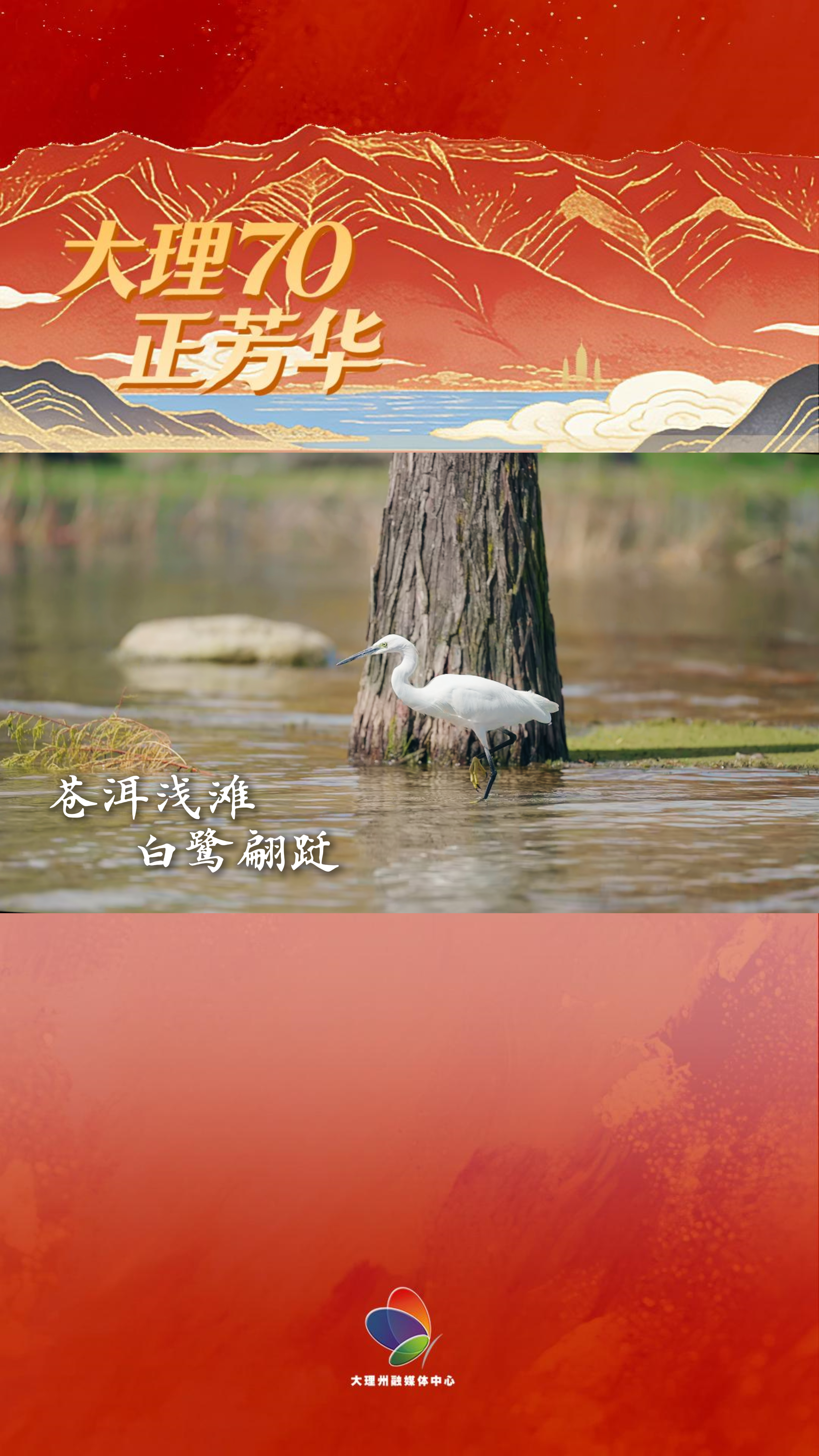 #大理70正芳华 苍洱浅滩 白鹭翩跹 #在大理爱上生活 #我家大理美