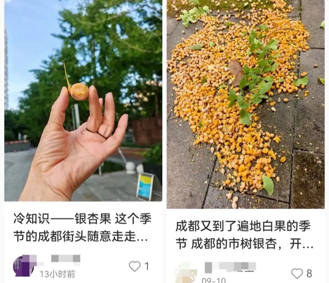 避雷网红银杏果！秋日“捡秋”暗藏风险