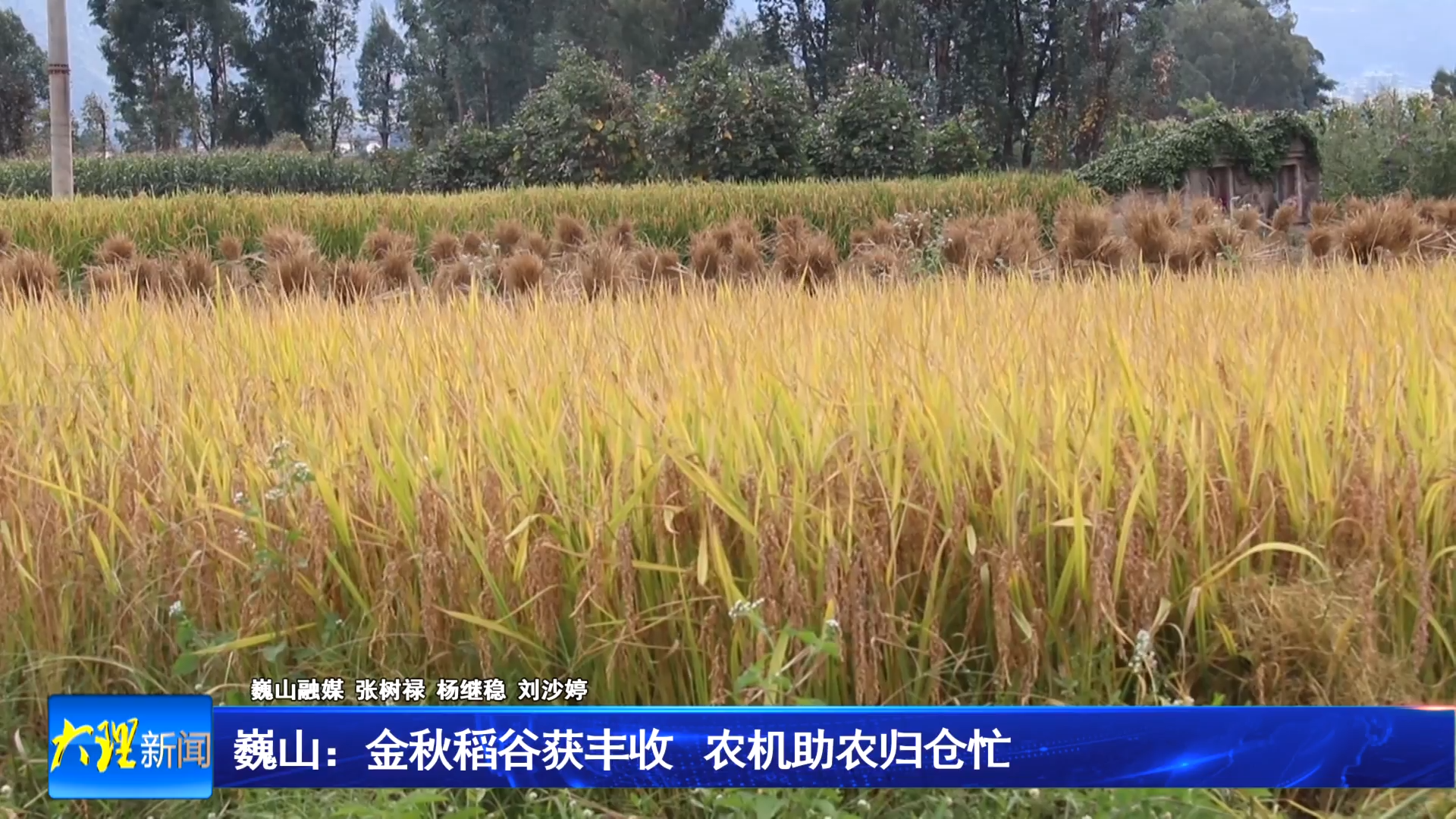 巍山：金秋稻谷获丰收 农机助农归仓忙