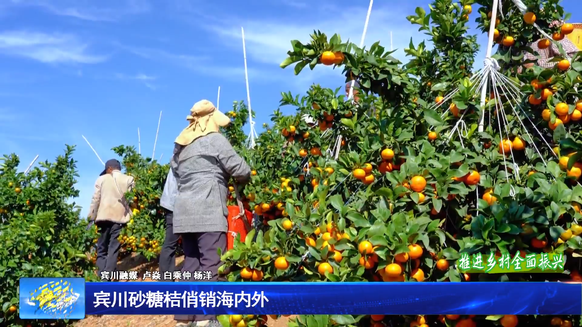 宾川砂糖桔俏销海内外