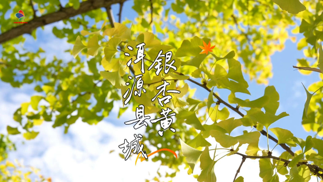 小城银杏已泛黄 快来洱源赏银杏吧！#在大理爱上生活 #洱源银杏 #秋日美景